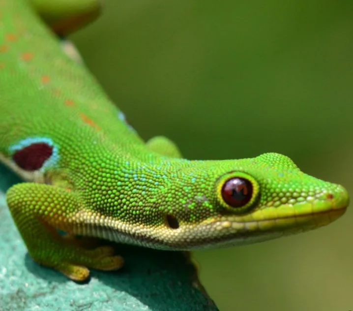 quadriocellata avatar