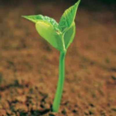 CharliePrimero avatar