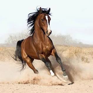 hoarse avatar
