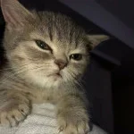 UsualCat avatar