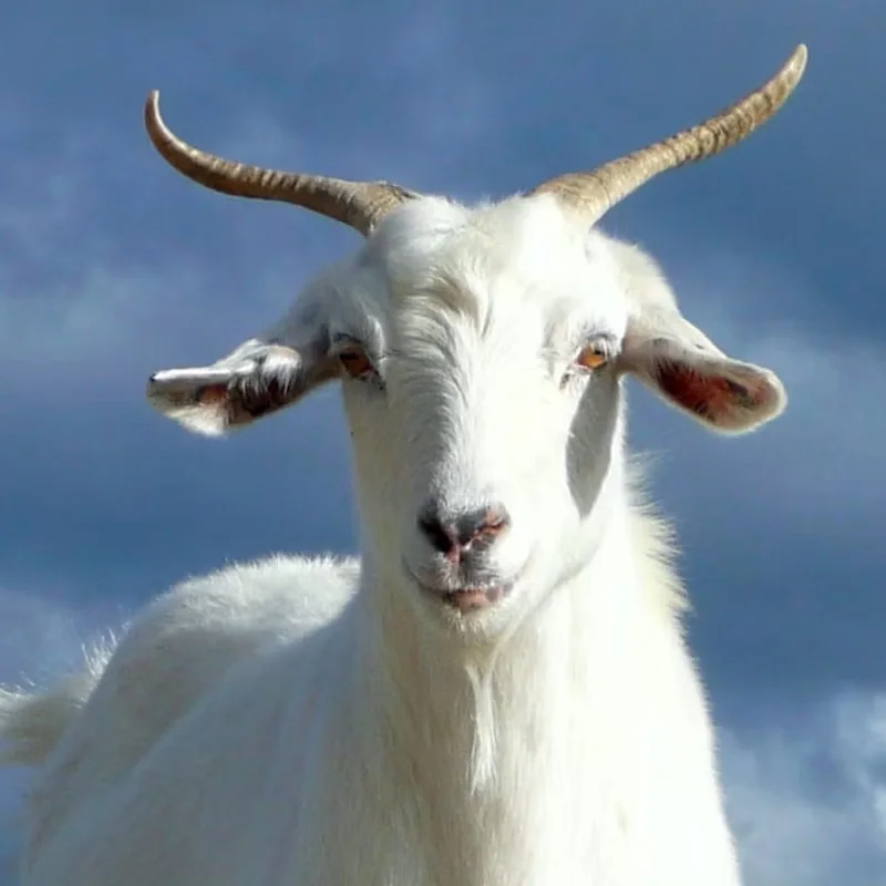 KambingGanteng avatar