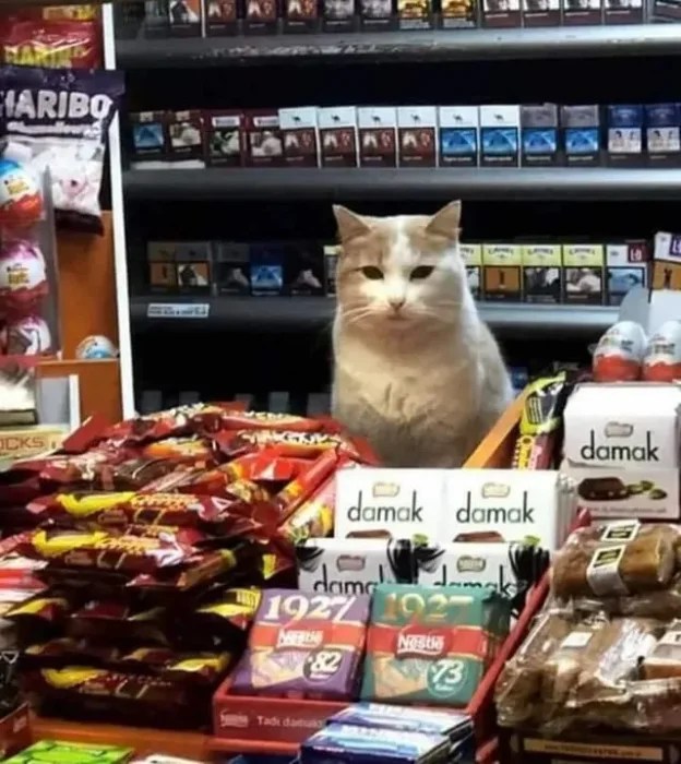 catt0