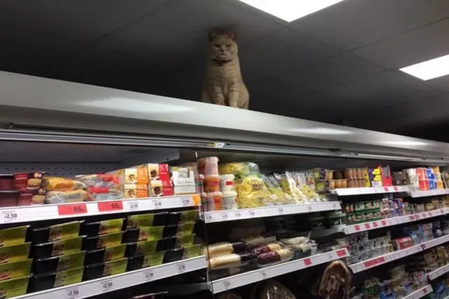 catt1