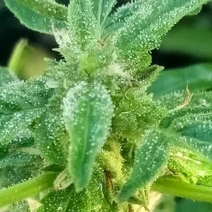 frosty