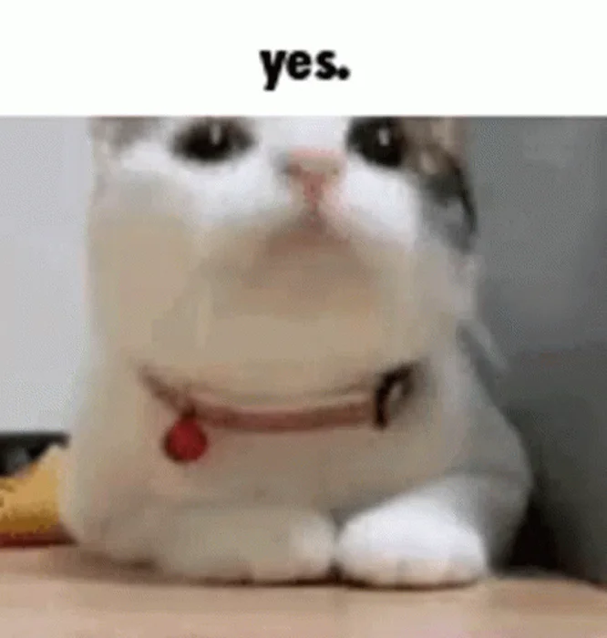 cute-cat-yes-meme-umj1kubbt4rurmgn