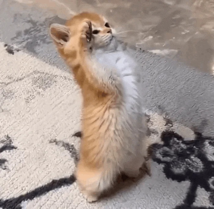 cat-bow