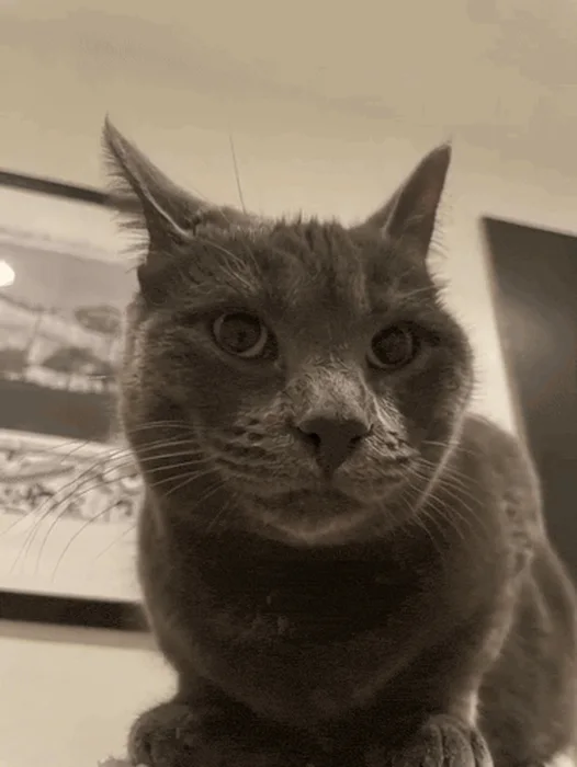 cat-thumbs-up