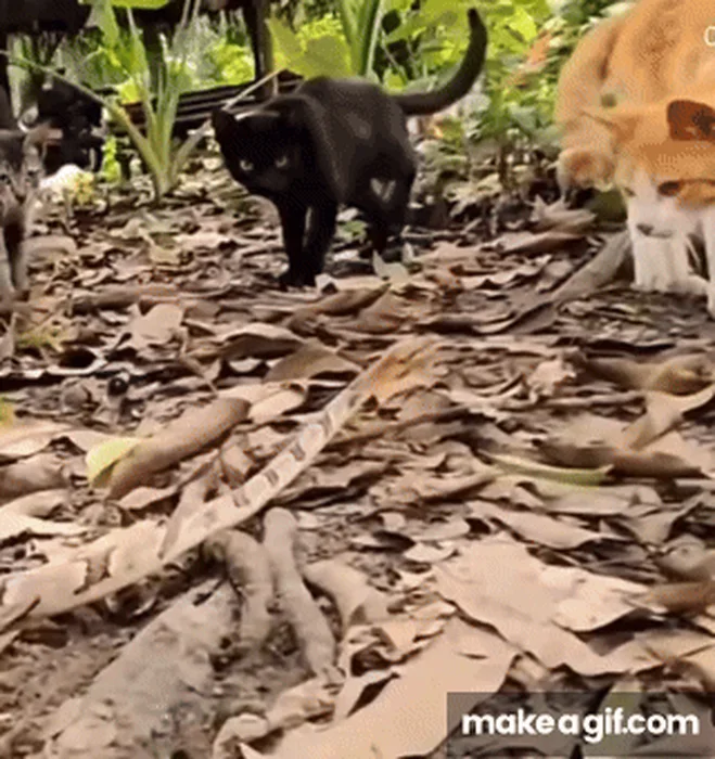 cat-vs-snek