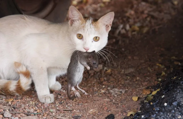 rat