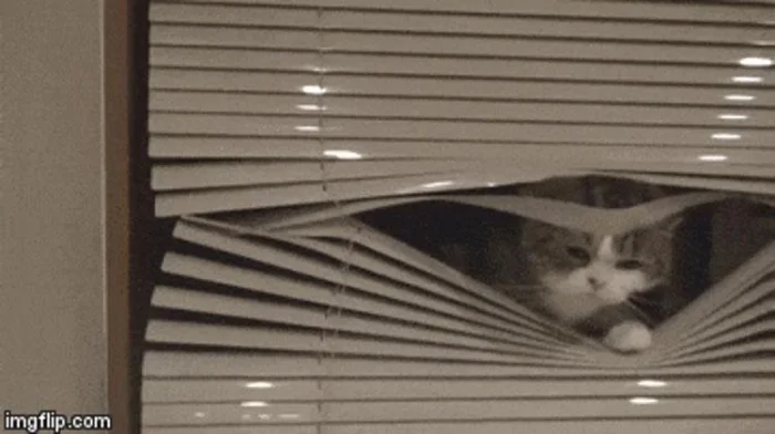 catwindow