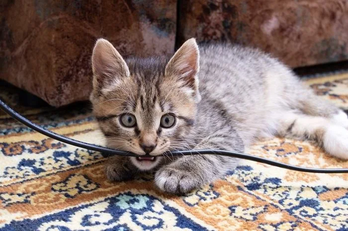 cat6