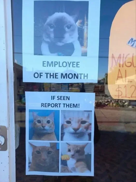 cats