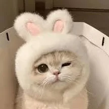 bunnycat