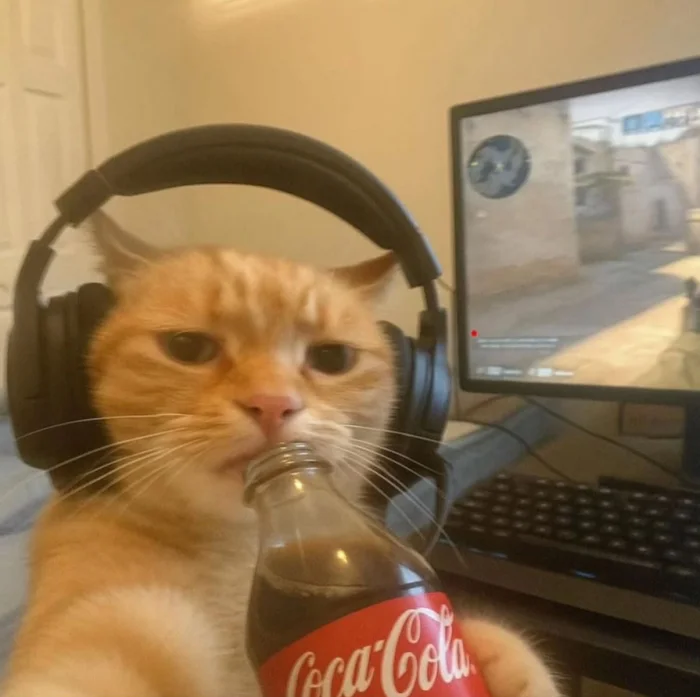 cat1