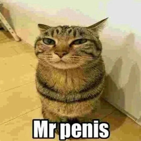 cat2