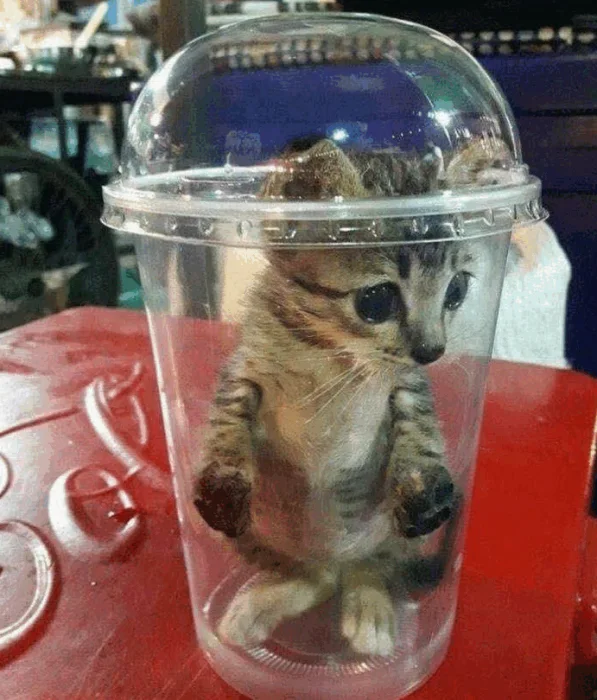 cat4