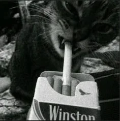 cat5
