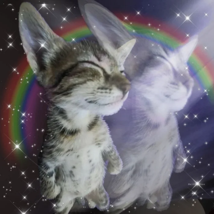 cat6