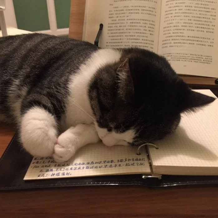cat7