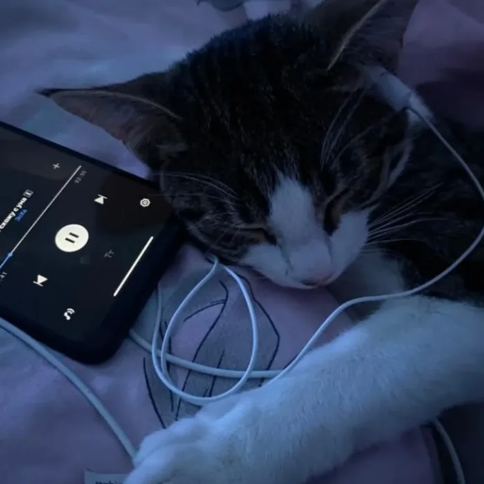 cat8