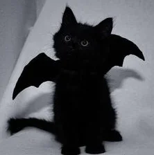 cat9