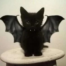 cat10