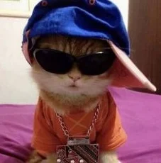 cat11