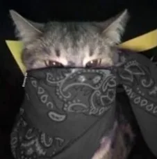 cat12