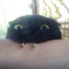 cat14