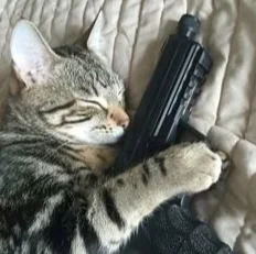 cat15