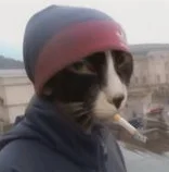 cat16