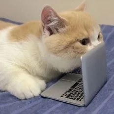 cat20