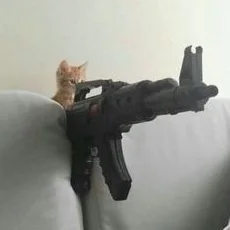 cat22